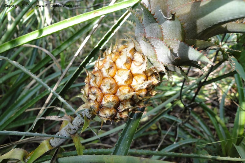 Ananas ananassoides, W. D. Stevens 31039--Paraguay. Edo. Amambay. Cerro Cora. 15 Mar 2011. 398 (16).jpg