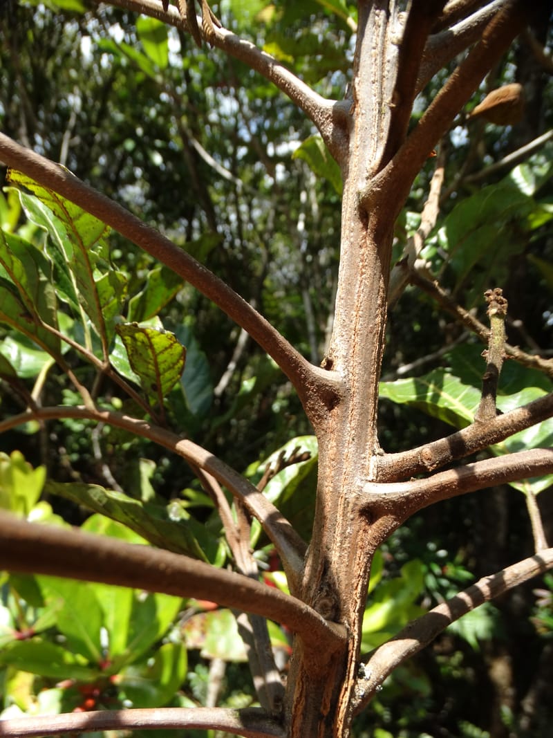 Cupaniopsis, Munzinger, J 7412--New Caledonia. Mont Dzumac. 12 Nov 2015. DSC01563 (401).JPG