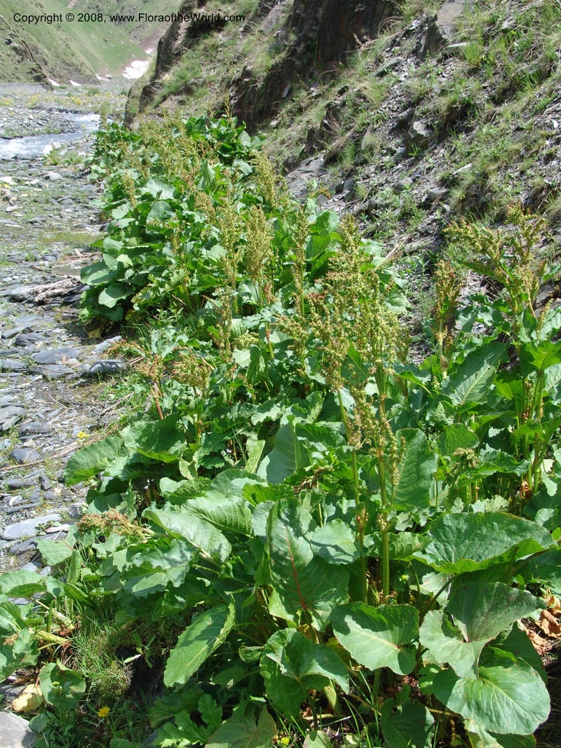 Rumex alpina--Georgia. Kazbegi region. Kora Gorge. 3 Jun 05. 017.jpg