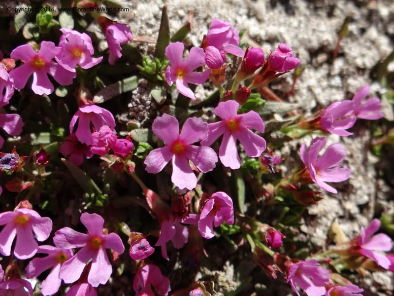 Douglasia, Davidson, C 12194--ID. Boise Co. Scott Mtn. Lookout Road. 18 Jun 2013. DSC06609 (58).JPG