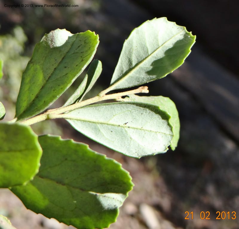 Lomatia dentata, W. D. Stevens 34157--Chile, PN Siete Tazas. 21 Feb 2013  99284 (6).JPG