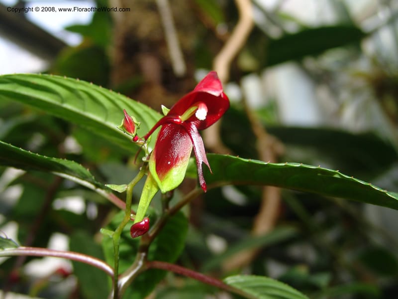 Impatiens hians--France. Nancy. Jard. Bot. Montet. 2 May 05. 180.jpg
