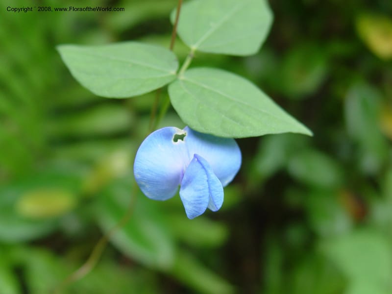 Clitoria--Cameroon. Mt. Cameroon. 6 Dec 03. 029.jpg