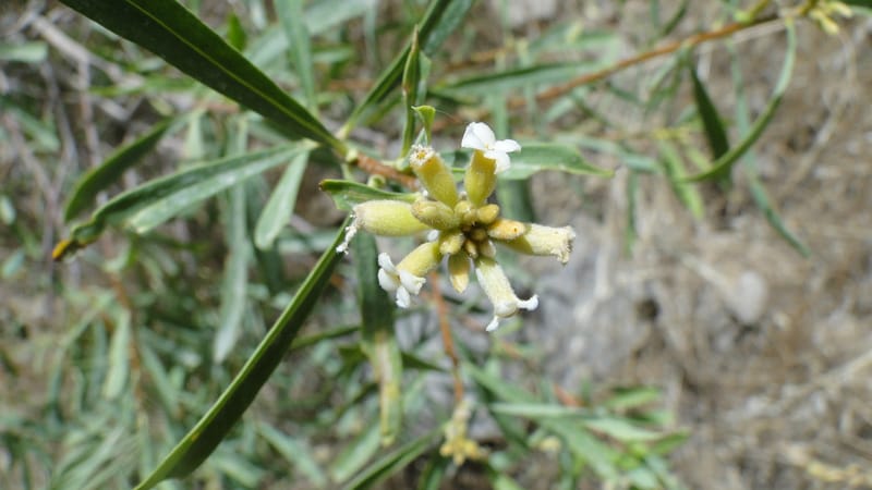 Daphne mucronata, A. G. Miller 128.3--Iraq. Kurdistan. Shakh-i Pira Magun. 10 June 2010. 131 (3).jpg