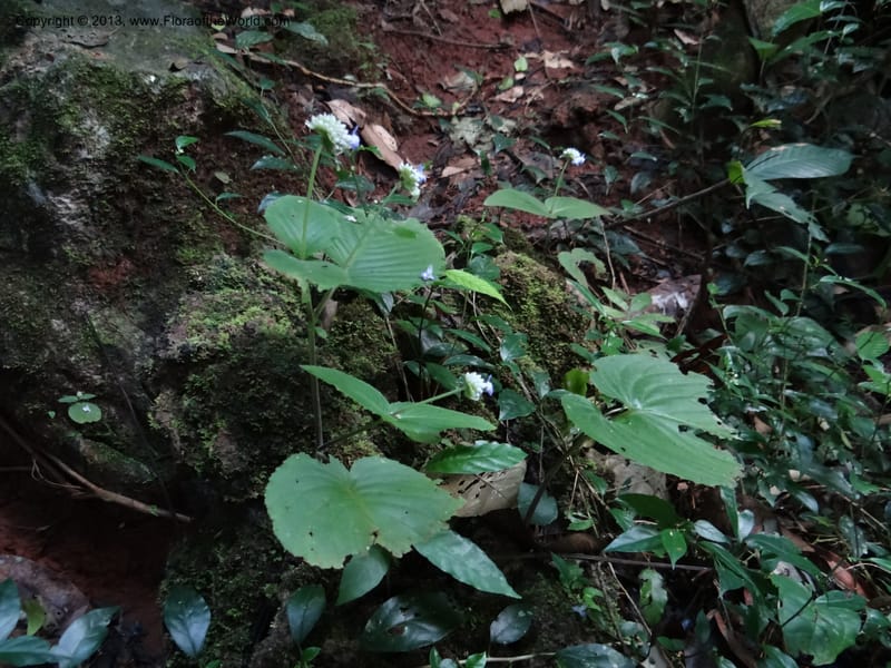 Epithema, VC 5609--Thailand. Surat Thani Prov. Khlong Phanom Nat. Park. 15 Nov 2012. (30).JPG