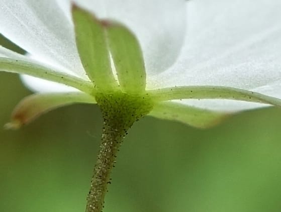 Trientalis europaea--Japan. Niigata. Sasagamine. Yu Memidaira. Forest Therapy Trail. 28 May 2016. DSC04970 (175).JPG