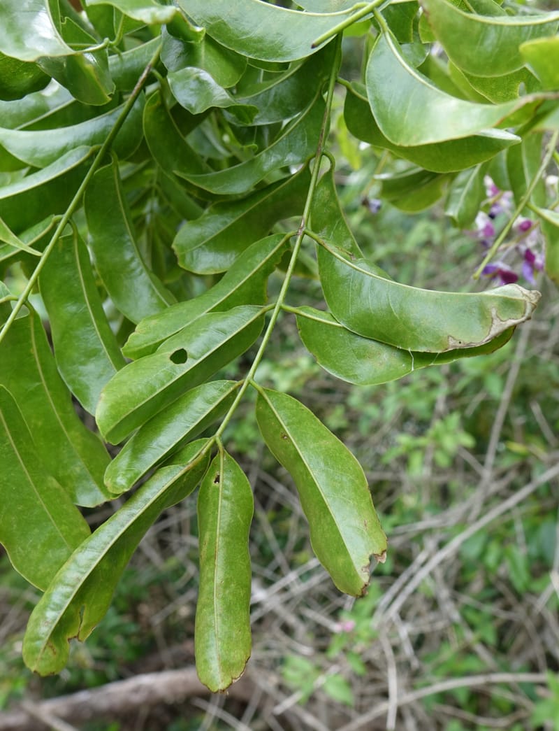 Callerya megasperma, Davidson, C 13335--Australia. Qld. Austinville Rd. 17 Oct 2016. DSC02741 (44).JPG