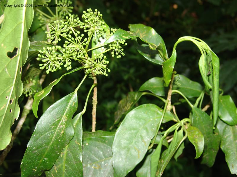 Dendropanax arboreus, N.Martinez521--MX. Chiapas. Res. Biosf. El Triunfo. Trail NW along stream. 9 Nov 04. 092.jpg