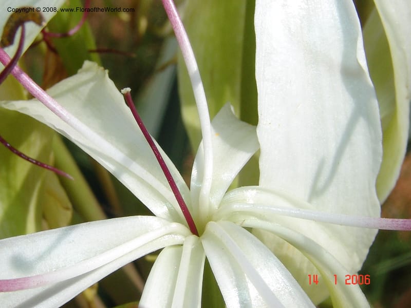Crinum, not coll.--Madag. Prov. Fianar. 5 km SW of Ilakaka. 14 Jan 06. 014.jpg