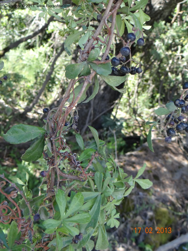 Cissus striata, W. D. Stevens 34100--Chile, Puente Polcura, 17 Feb 2013 8710 (11).JPG