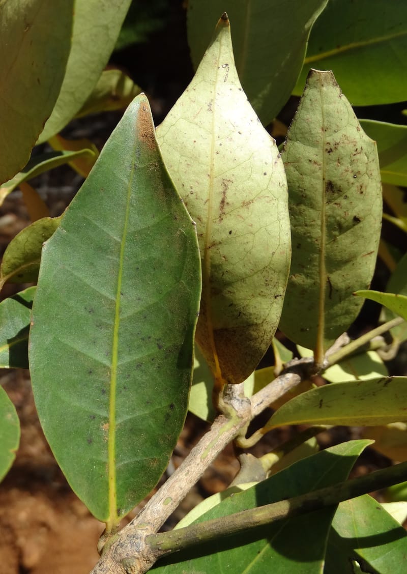 Hedycarya, Lowry, P 7426--New Caledonia. PinPin. 20 Nov 2015. DSC03938 (305).JPG