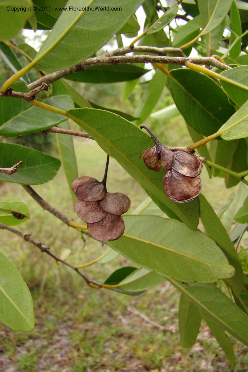 Homalium involucratum, Razafindraibe 190--Madagascar. Prov. Fianarantsoa. RN 12. 14 Jan 09. 019 (2).jpg