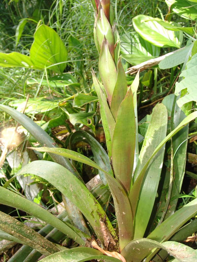 Guzmania claviformis, Neill 15929--Ecuador. Prv. Zam. Ch. C del Condor. Wawaime plot. 22 Sep 07. 344 (11).jpg