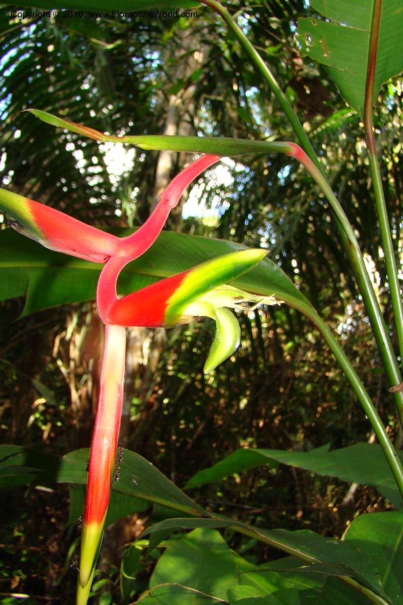 Heliconia juruana, R. Vasquez 34617--Peru. Loreto. Dist. Nauta. Pacaya Samiria. Qbd Pucate. 6 Nov 08. 633 (1).jpg