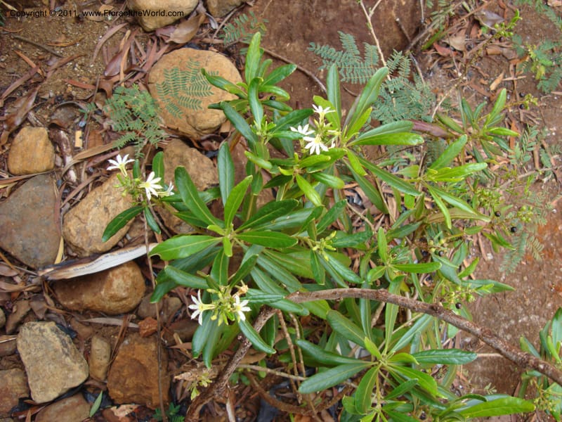 Scaevola montana, Munzinger, J 4676--New Caledonia, Province du Sud, Dumbea barrage,  11 Nov 2007 330 (2).jpg