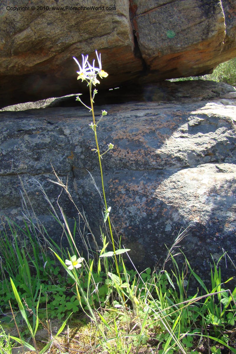 Nemesia cheiranthus, C. Davidson 11523--South Africa. Northern Cape. Papkuilsfontein. 25 Aug 09. 275.jpg
