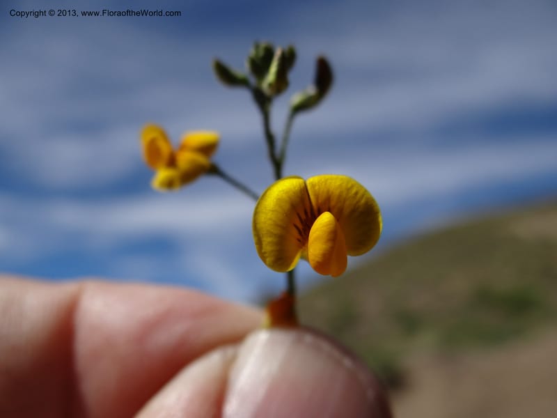 Adesmia, WDS 34191--Chile. Cta. 115. La Laguna. 22 Feb 2013. DSC02595 (67).JPG