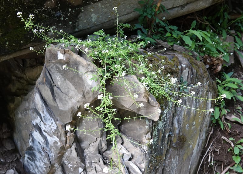 Yinshania acutangula subsp. wilsonii, C. Davidson 13755--China. Sichuan. Yibailingba-gou. 12 Aug 2017. DSC04660 (670).JPG