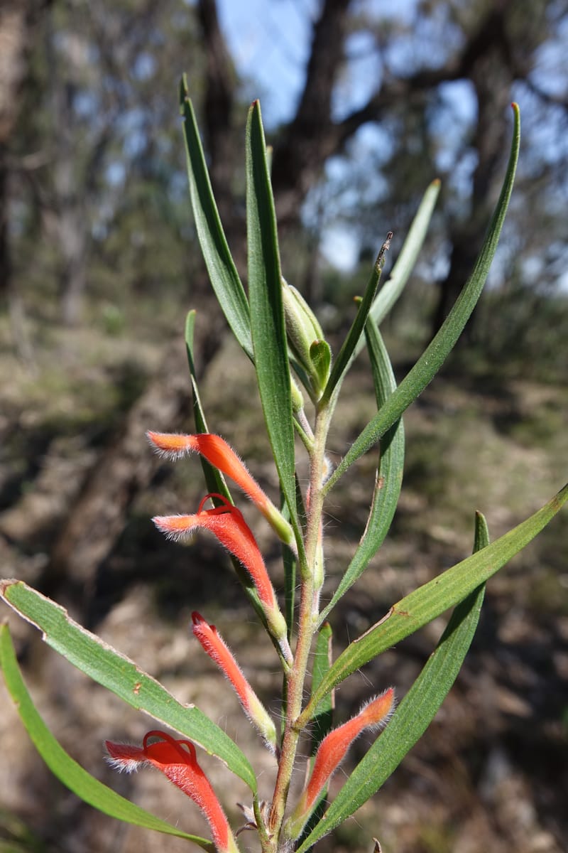 Adenanthos barbiger, Davidson, C 13472--Australia. W.A. Albany Hwy, odom 33.5. 28 Oct 2016. DSC05957 (32).JPG