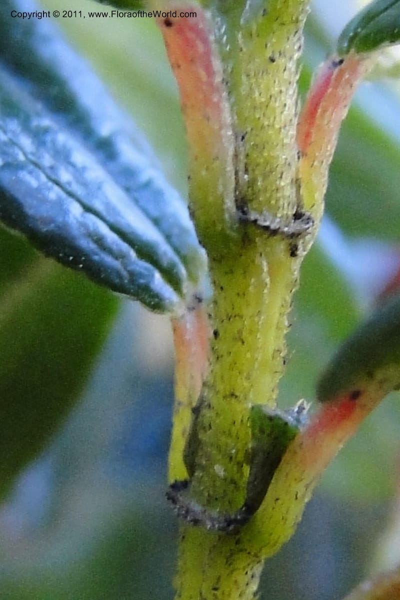 Brachyotum alpinum, Ulloa 2084--Ecuador. P. N. Sangay. 6 June 2011. 309 (4).jpg
