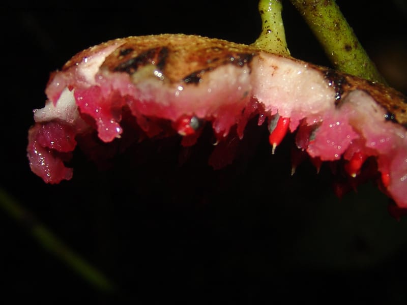 Siparuna subinodora, AAraujoM1193--Bolivia. Pq. Nac. Madidi. Rio Tuichi, Rudidi Cr. 28 Nov 04. 272.jpg