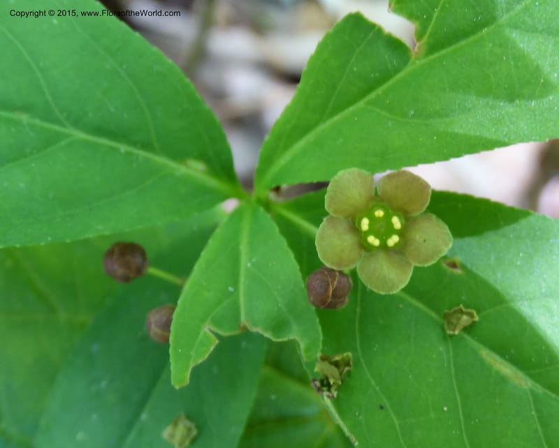 Euonymus obovatus, Davidson, C 12987--North Carolina. Clay Co. Perry Gap Rd, Barnard's Cr. 13 May 2015. DSC04860 (227).JPG