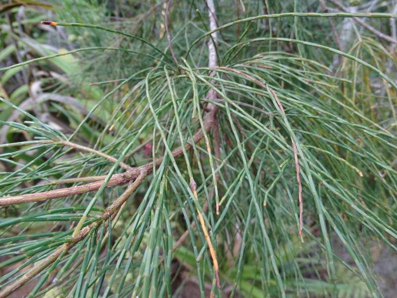 Gymnostoma, Lowry, P 7376--New Caledonia. Mont Dzumac. 12 Nov 2015. DSC01563 (568).JPG