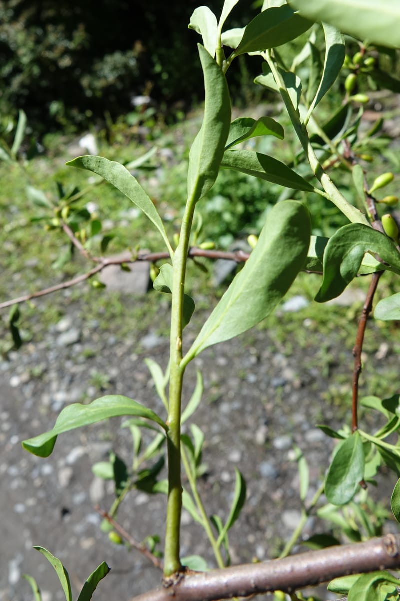 Taxillus delavayi var. delavayi, D. Boufford 43988--China. Sichuan. Yibailingba-gou. 12 Aug 2017. DSC04660 (573).JPG