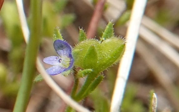 Veronica arvensis, C. Davidson 13751--Oregon. Wallowa Co. Zumwalt.Trail Cr. Rd. 4 Jun 2018. DSC04078 (33).JPG
