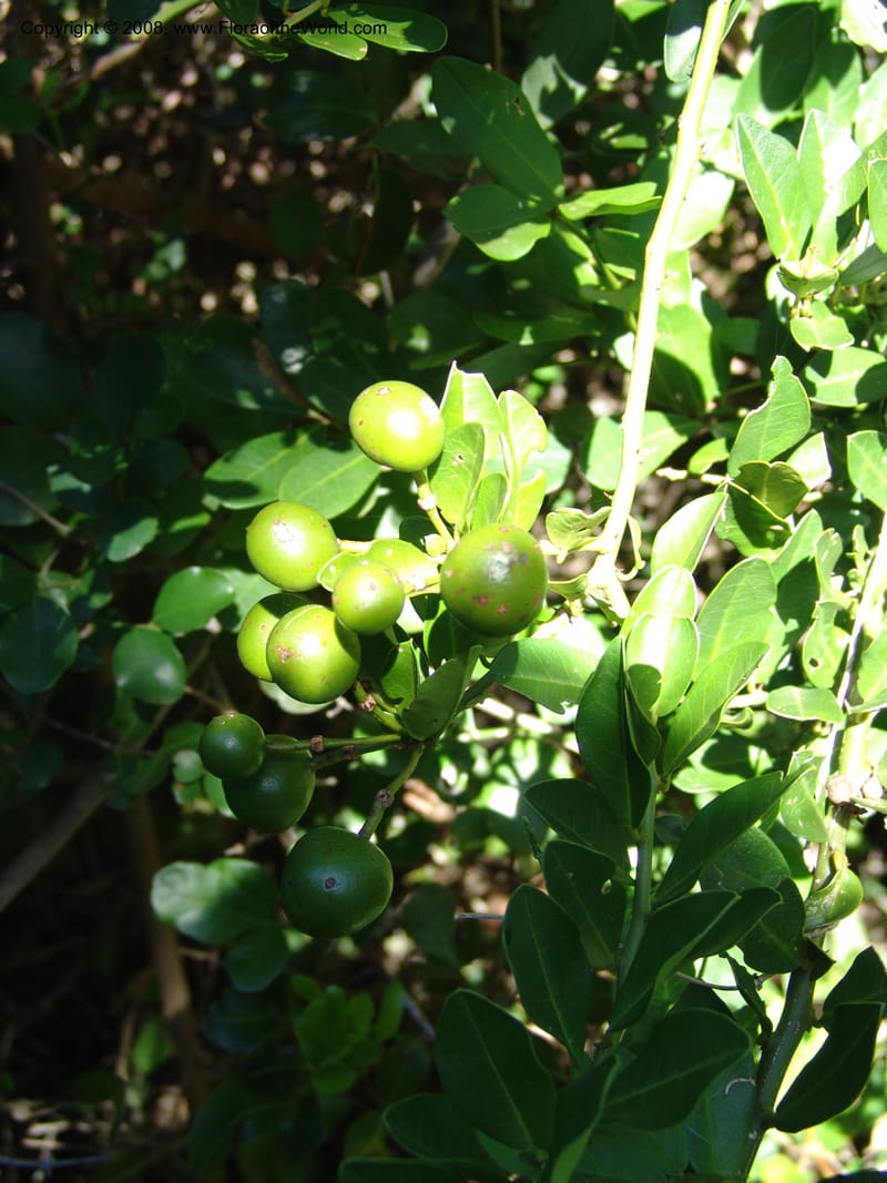 Capparis sepiaria--So.Africa. E. Cape. Maitland Nat.Res. 5 Mch 05. 133.jpg