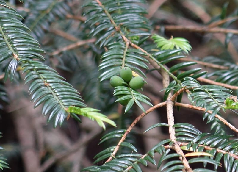 Torreya nucifera--Japan. Niigata. Trail along Sekikawa River. 29 May 2016. DSC05504 (110).JPG