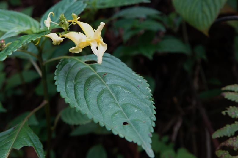 Impatiens ruiliensis, D. Boufford 44100--China. Yunnan. Lao jun Shan. 30 Apr 2018. DSC00424 (613).JPG