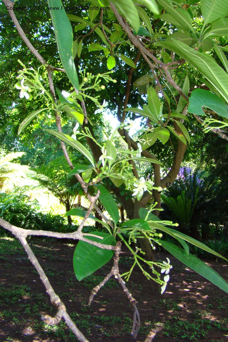 Tabernaemontana elegans--South Africa. Durban Botanical Garden. 30 Jan 09. 128.jpg