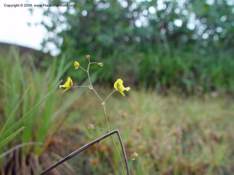 Utricularia, not coll.--Fr. Guiana. On the inselberg at Les Nouragues. 16 Mch 02. 002.jpg
