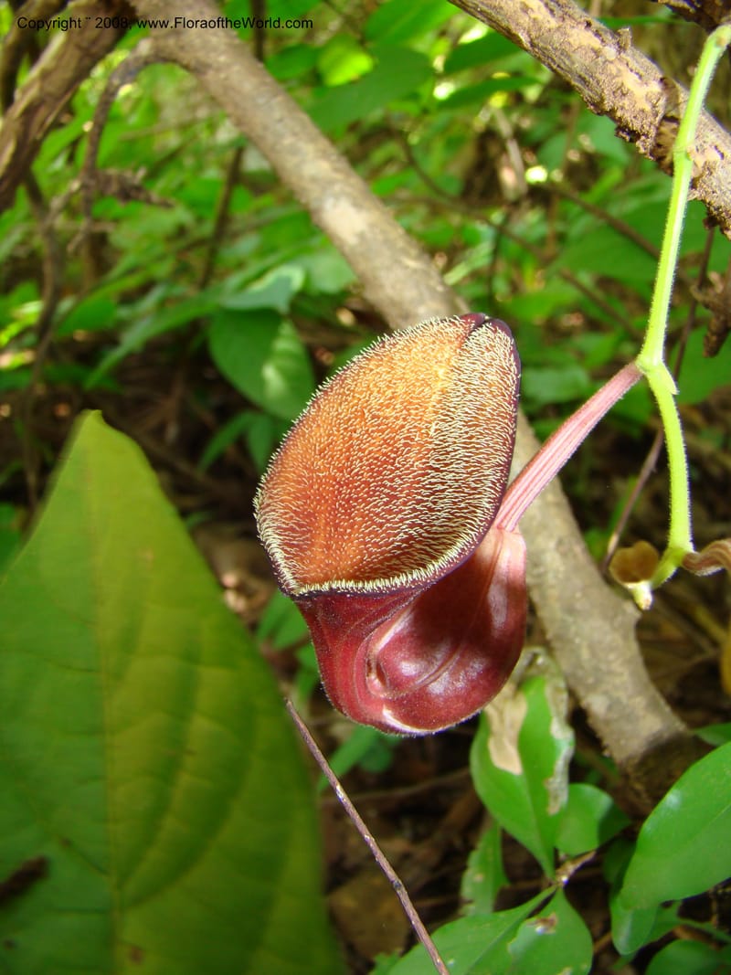 Aristolochia maxima, NMartinezM2422--MX. Chiapas. Jiquipilas. Cerro el Campanario. 14 Sep 08. 068.jpg