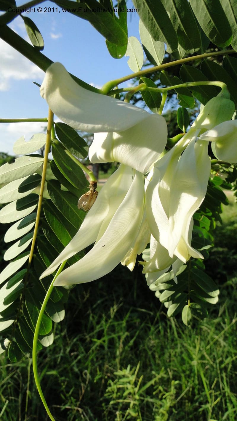 Sesbania grandiflora, Gereau--Tanzania. Univ. of Dar es Salaam. 9  May 2010 367 (28).jpg