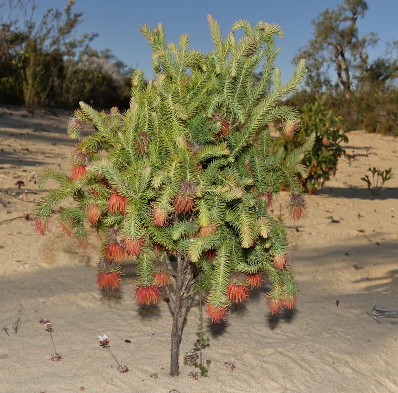 Darwinia, Davidson, C 13419A--Australia. W.A. Tootbardie Rd.-Coorow Rd. 23 Oct 2016. DSC04758 (26).JPG