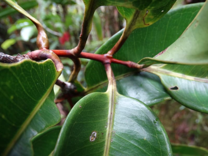 Syzygium, Plunkett, G 3181--Fiji. Waisali Rainf. Reserve. 4 Nov 2015. DSC08848 (29).JPG