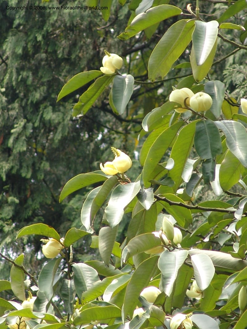 Michelia foveolata, 050883802--China. Hubei. Wuhan Botanical Garden. 24 Apr 07. 188.jpg