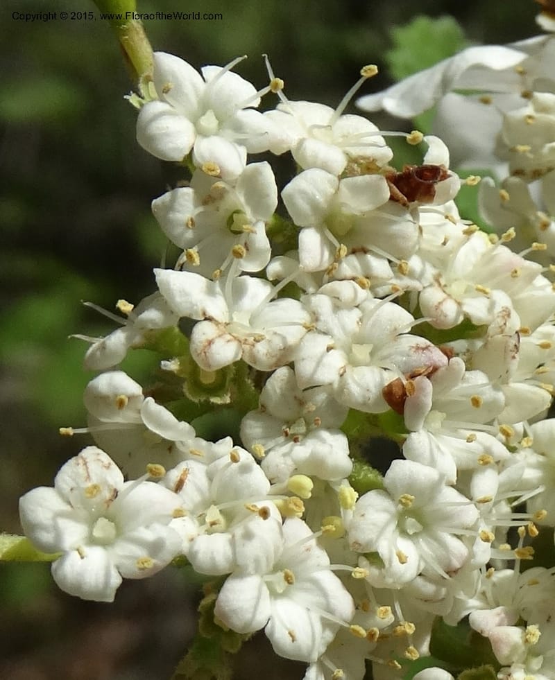Viburnum lantanoides, Davidson, C 12961--North Carolina. Trans. Co. Beech Gap on BRP. 12 May 2015. DSC04240 (36).JPG
