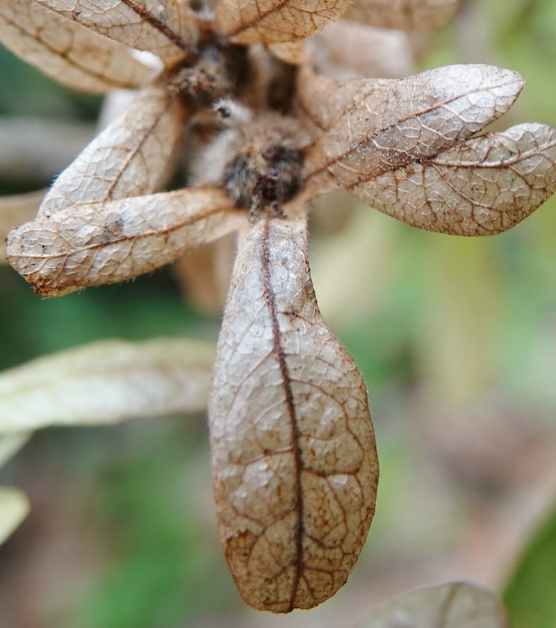 Engelhardia serrata, D. Boufford 44146--China. Yunnan. Along G213. 4 May 2018. DSC02084 (112).JPG