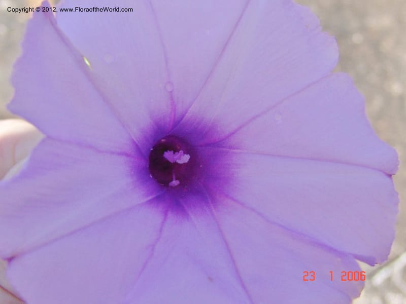 Ipomoea, Rogers, Z 950-Madagascar, 23 Jan 2006  004 (2).jpg