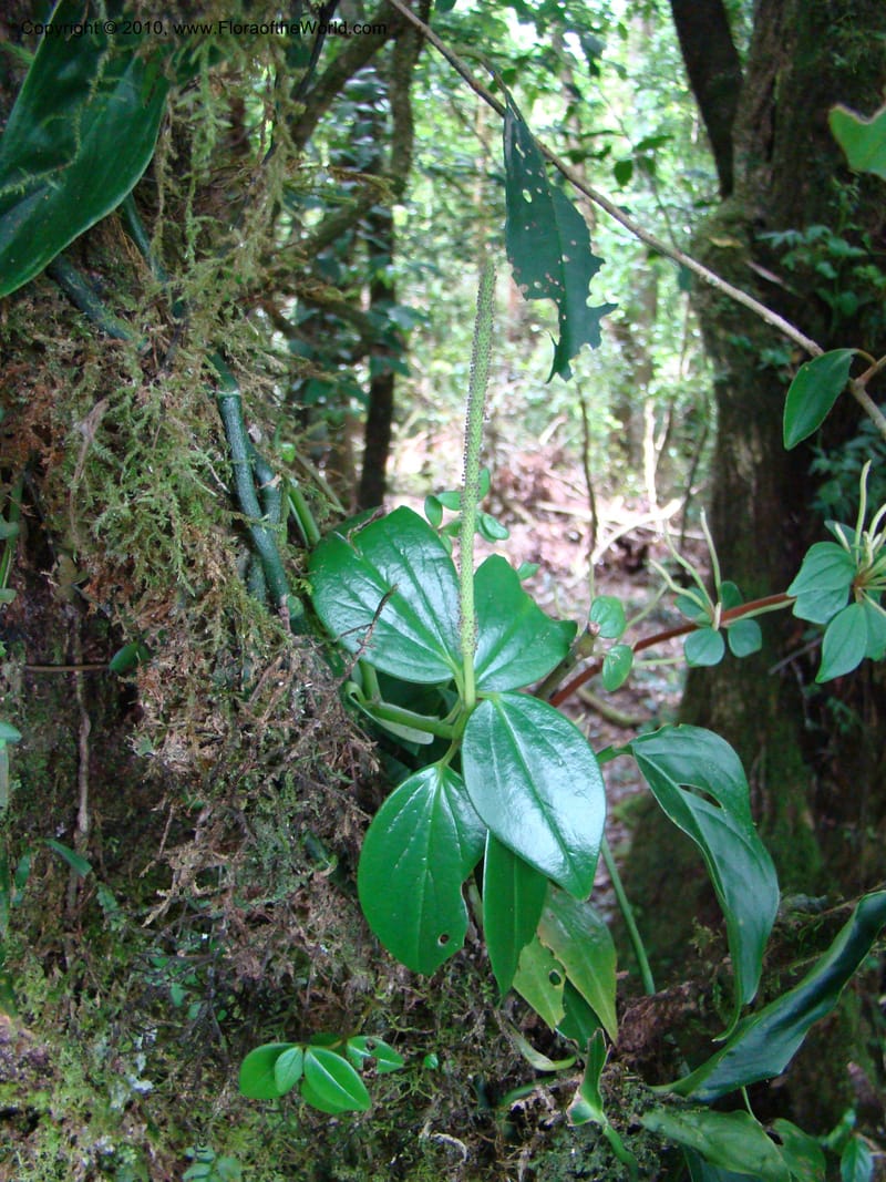 Peperomia dendrophila, B. Hammel 24563--Costa Rica. Hered. Volcan Barva. 9 Apr 08. 094.jpg
