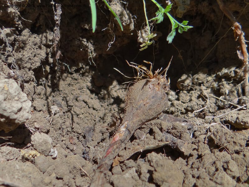 Calochortus amabilis, Davidson, C 12123--Calif. Napa Co. Hwy 128. 16 Apr 2013. DSC03072 (40).JPG