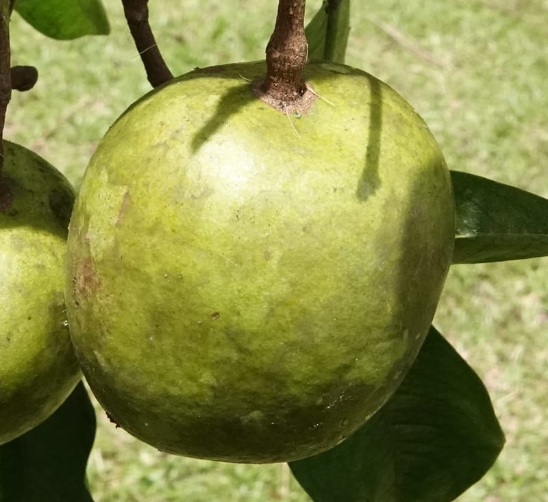 Irvingia gabonensis, C. Davidson 13929--Gabon. Missome Village. 31 Oct 2018. DSC00817 (118).JPG