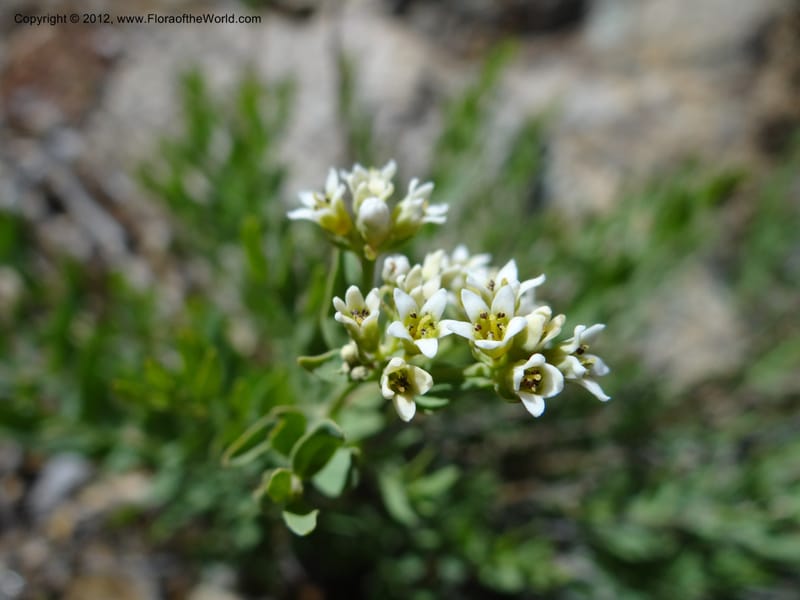 Comandra umbellata, Davidson, C 11942--AZ. Yavapai Co. Crown King Rd. 7 May 2012. DSC0894 1 (123).JPG