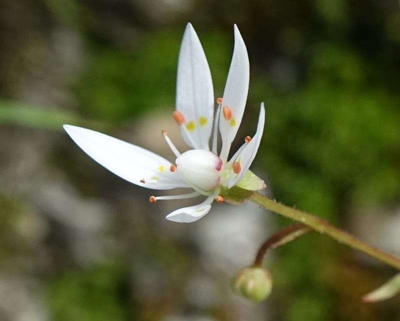 Saxifraga stellaris, Davidson, C 13213--Switzerland. Chuenxentennlen. Grimsel Pass rd. 30 Jun 2016. DSC06756 (5).JPG