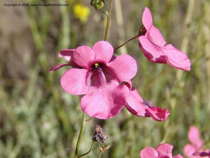 Diascia integerrima--So.Africa. E. Cape. Joubert's Pass, SE of Lady Gray. 9 Mch 05. 149.jpg
