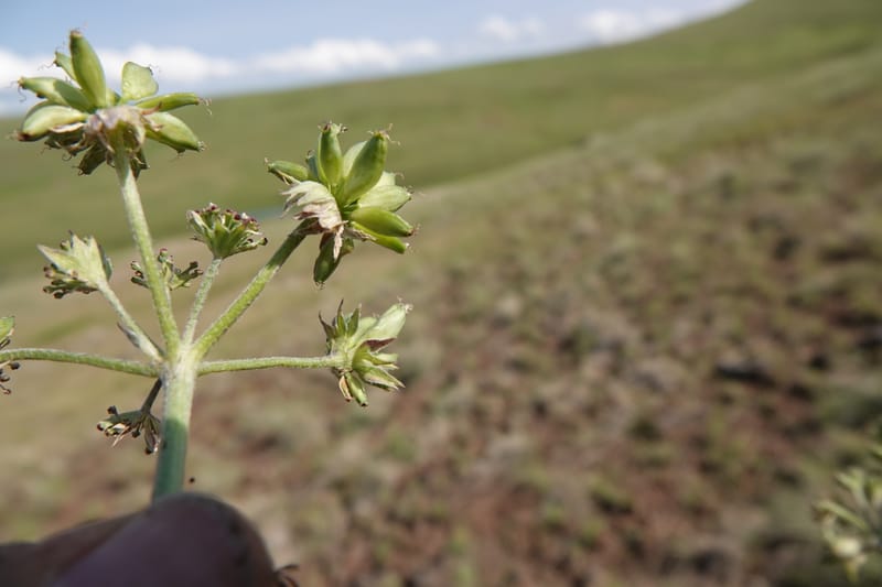 Lomatium macrocarpum, C. Davidson 13790--Oregon. Wallowa Co. Upper Camp Creek Canyon. 5 Jun 2018. DSC05225 (97).JPG