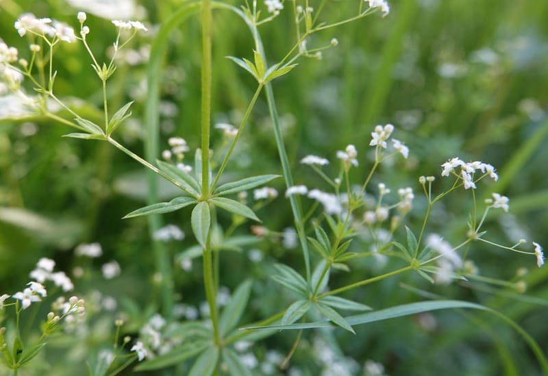 Galium asperrimum, C. Davidson 14086--ID. Valley Co. Lick Creek Rd. 4 Aug 2020. DSC06325 (13).JPG